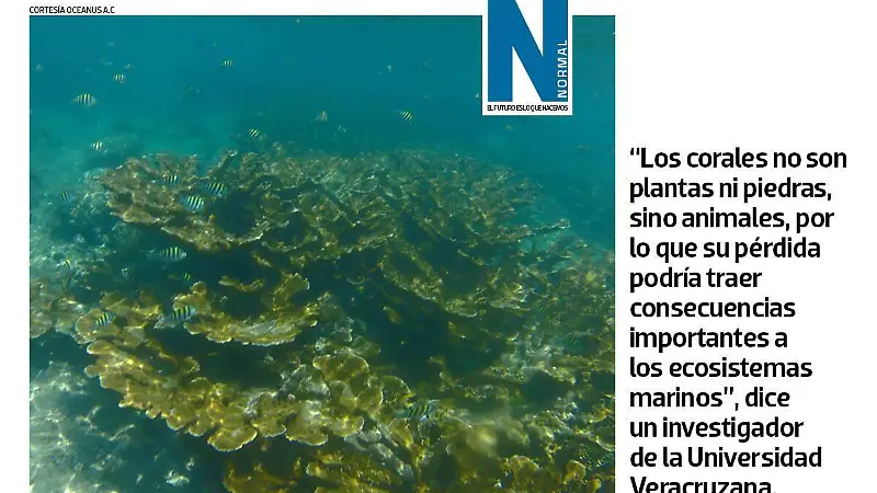 Corales veracruzanos SITIO5.